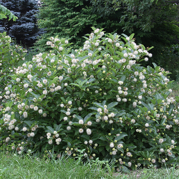 Magical Moonlight Buttonbush