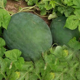 Sugar Baby Watermelon Plant