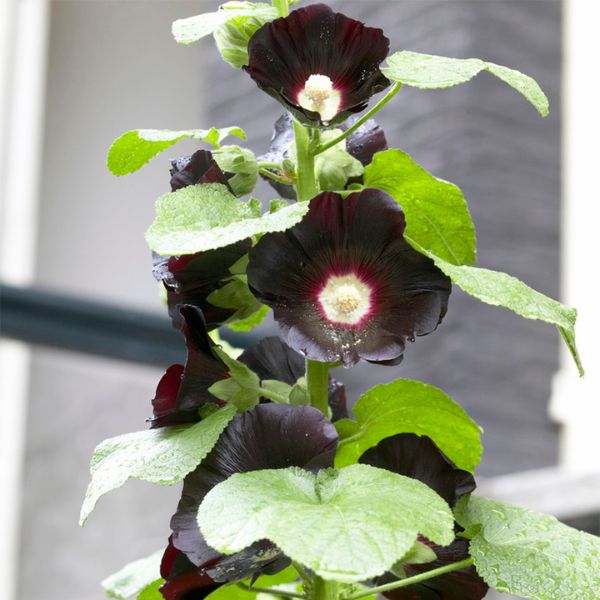 Nigra Hollyhocks