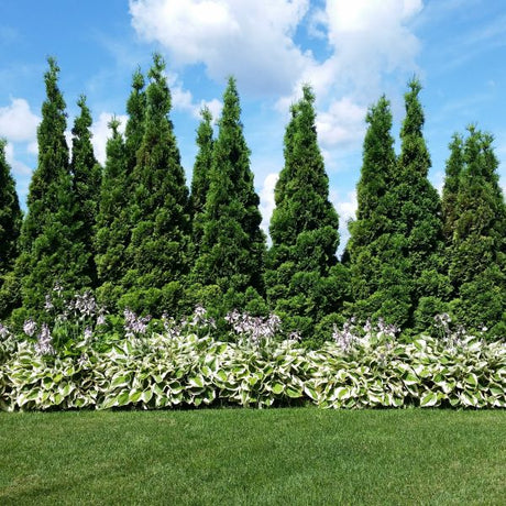 Pyramidalis Arborvitae