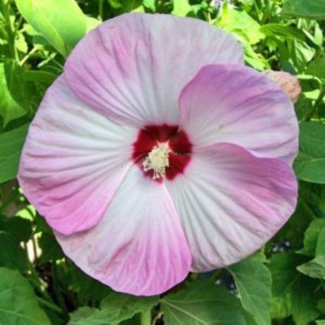 Luna Pink Swirl Hibiscus