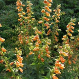 Goldcrest Foxglove