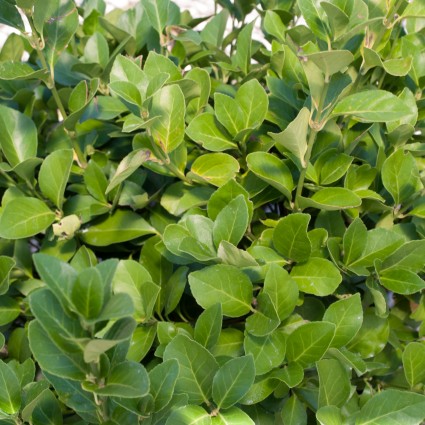 Manhattan Euonymus