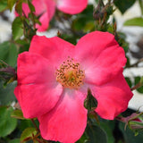 Chuckles Shrub Rose