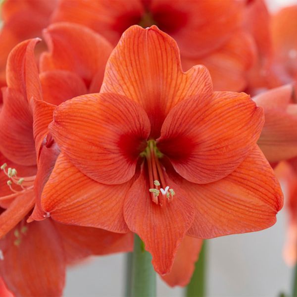 Naranja Amaryllis