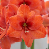 Naranja Amaryllis