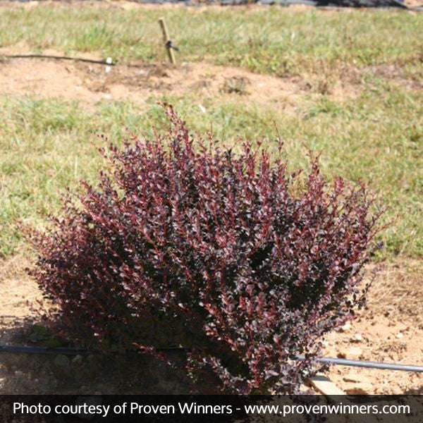 Proven Winners? Sunjoy Todo? Barberry