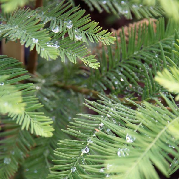 Green Whisper&reg; Bald Cypress