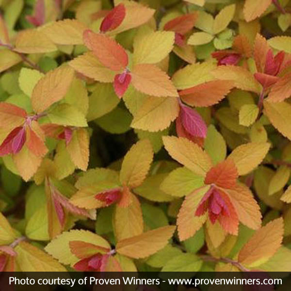 Proven Winner&reg; Color Choice&reg; Double Play Big Bang&reg;Spiraea