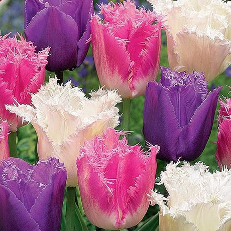 Fringed Trio Tulip Mix