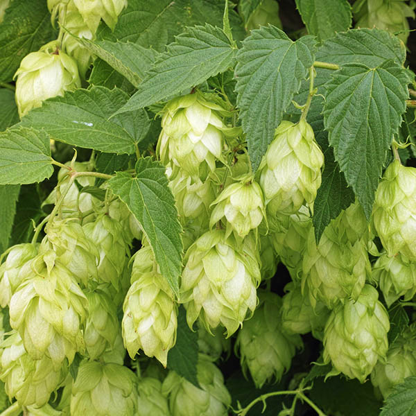 Chinook Hop