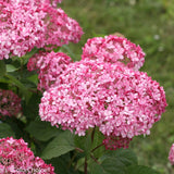 Proven Winner&reg; Color Choice&reg; Invincibelle&reg; Spirit Hydrangea