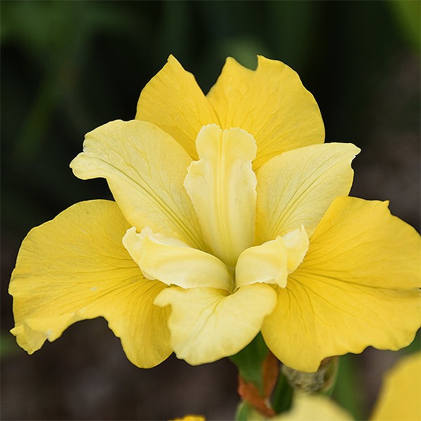 Sunfisher Siberian Iris