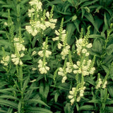 Miss Manners Obedient Plant