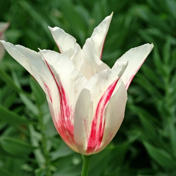 Marilyn Tulip