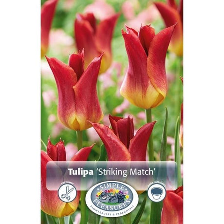 Striking Match Tulip