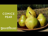 Comice Pear Tree