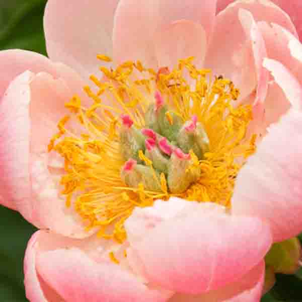 Coral Charm Peony