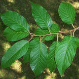 Amur Chokecherry