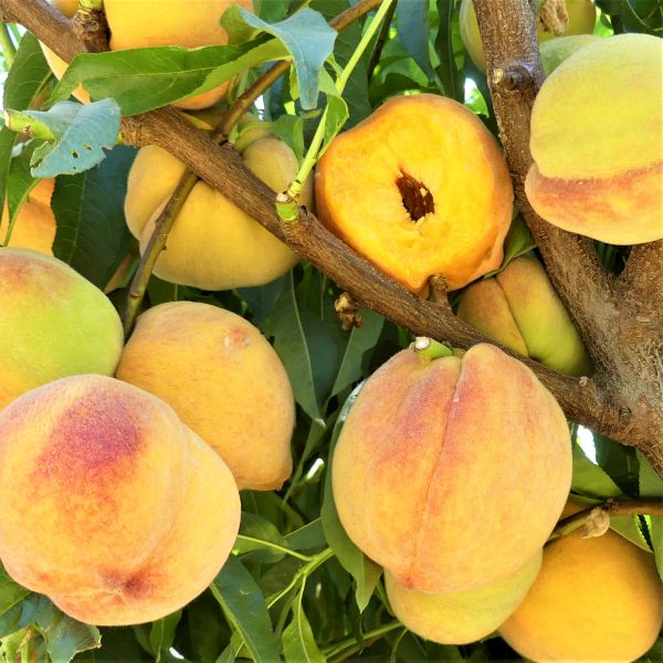 Reliance Peach Tree