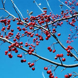 Red Barron Crabapple Tree