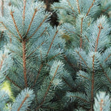 Columnar Blue Spruce