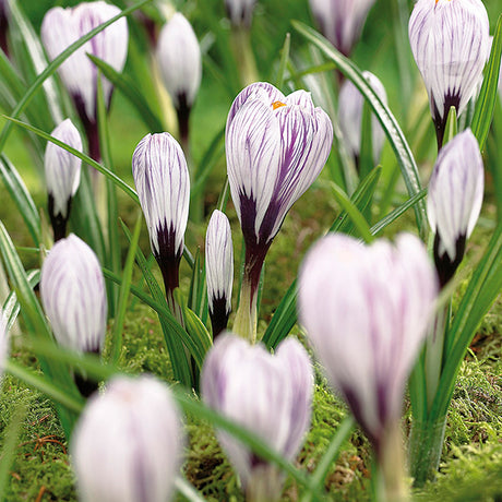 Pickwick Crocus