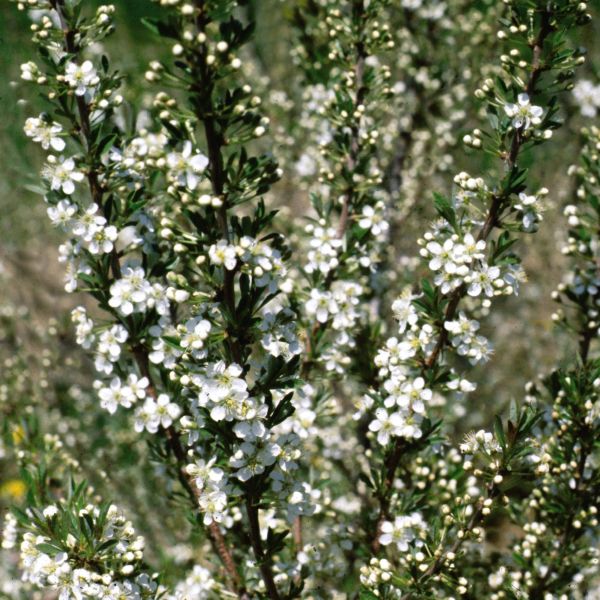 Western Sand Cherry Bush