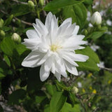 Miniature Snowflake Mock Orange