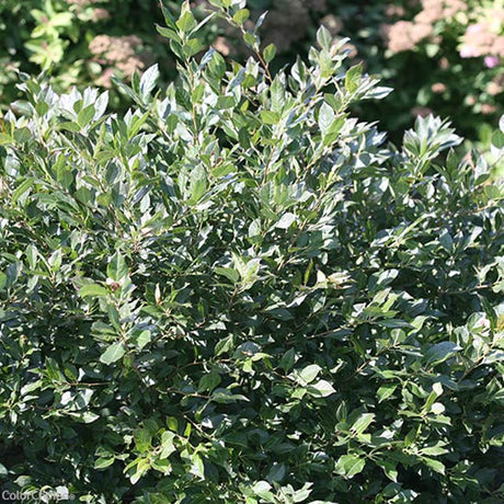 Little Goblin&reg; Guy Winterberry Holly