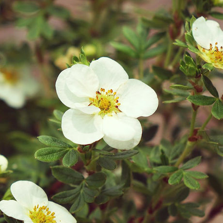 First Editions&reg; Creme Brulee&trade; Potentilla