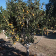 Hudson's Golden Gem Apple Tree