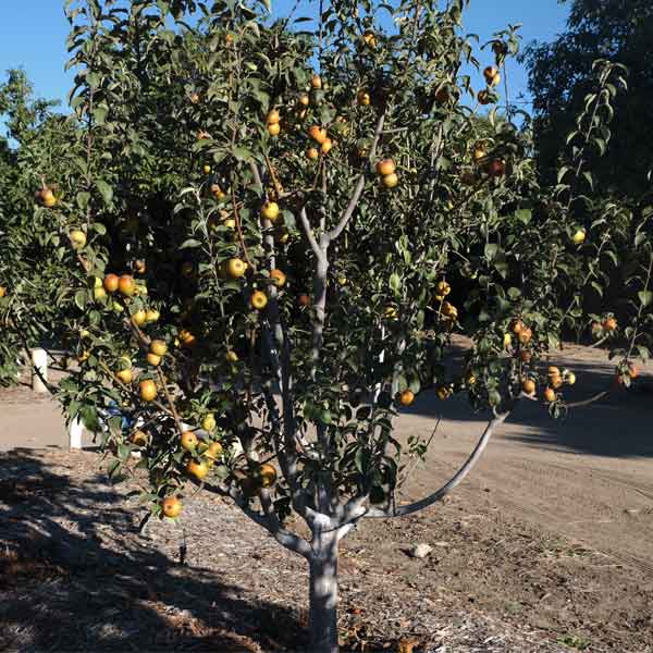 Hudson's Golden Gem Apple Tree