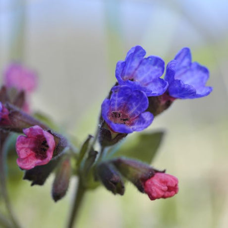 Mrs. Moon Lungwort