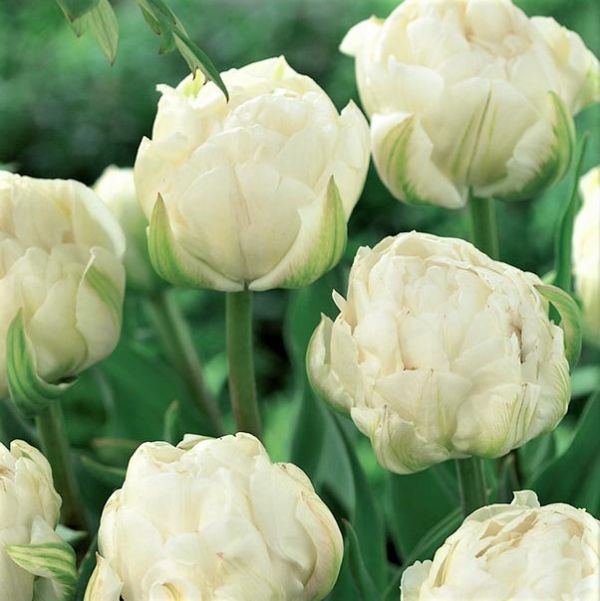 Ice Age Tulip