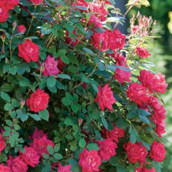 Red Double Knock Out&reg; Rose Tree