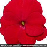 Infinity&reg; Red Impatiens