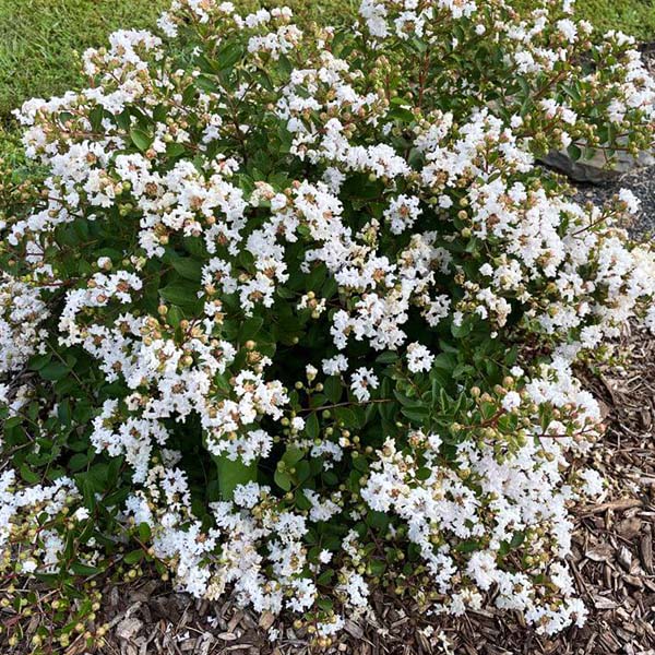 GreatMyrtle&trade; French Vanilla Crape Myrtle Shrub