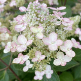 Torch&trade; Panicle Hydrangea