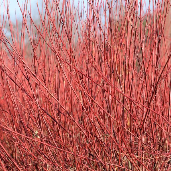 Red Osier Dogwood