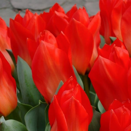 Red Emperor Tulip