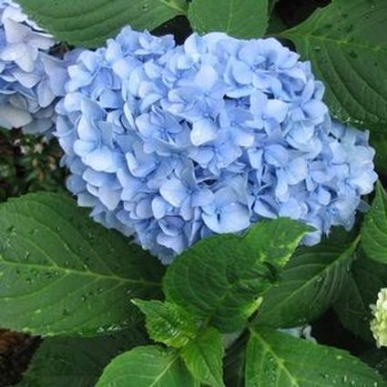 Nantucket Blue Hydrangea