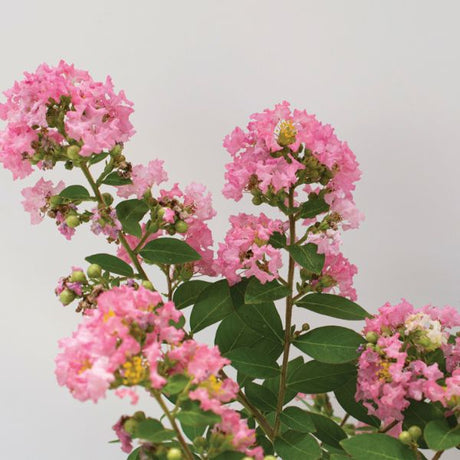 Bloomables Bellini Guava Crape Myrtle