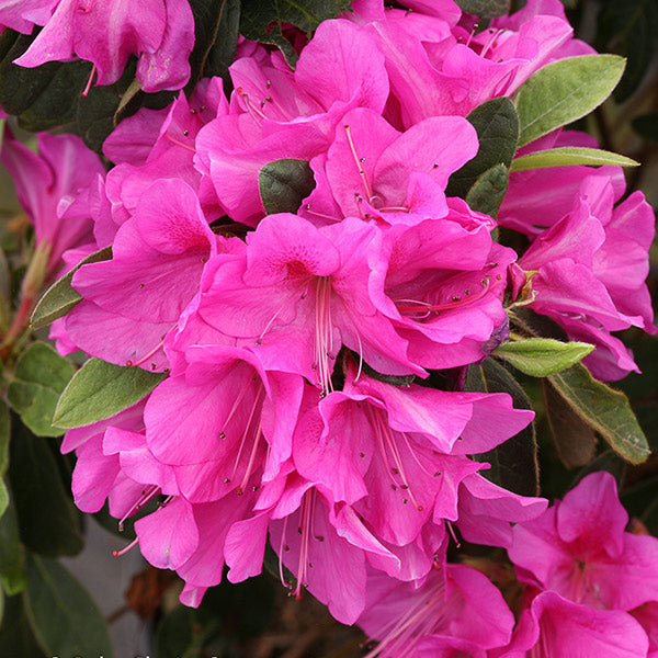 Bloom-A-Thon&reg; Lavender Reblooming Azalea