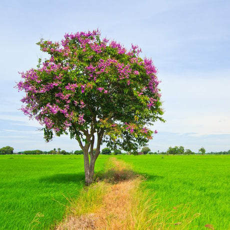 Pink Velour Crape Myrtle Tree Form