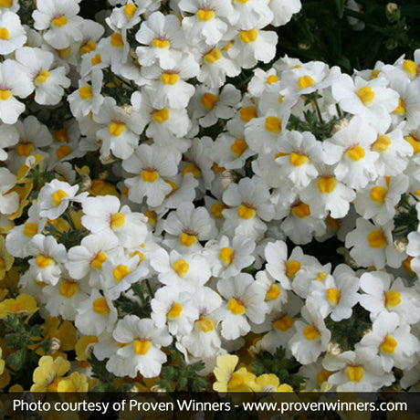 Sunsatia&reg; Coconut Nemesia