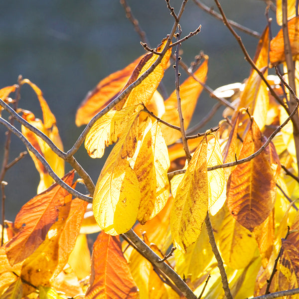 Wabash&reg; Pawpaw Tree