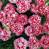 Star&trade; Starburst Dianthus