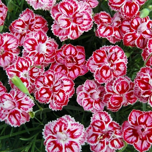 Star&trade; Starburst Dianthus