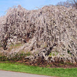 Yoshino Weeping Cherry Tree
